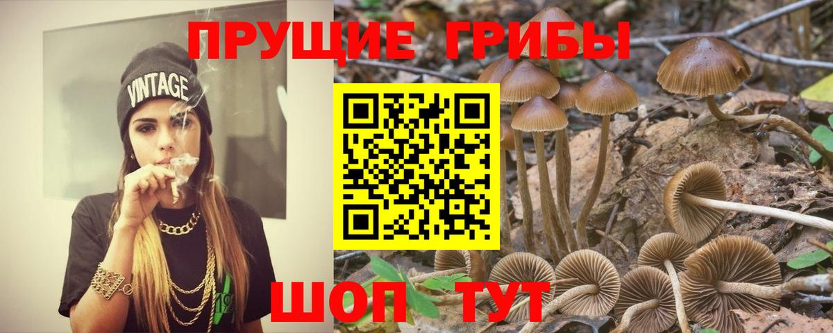 Галлюциногенные грибы Psilocybe Курск